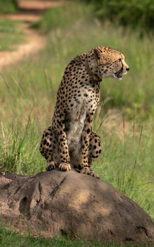 00Safari-guide-qfmp-videoSixteenByNineJumbo1600