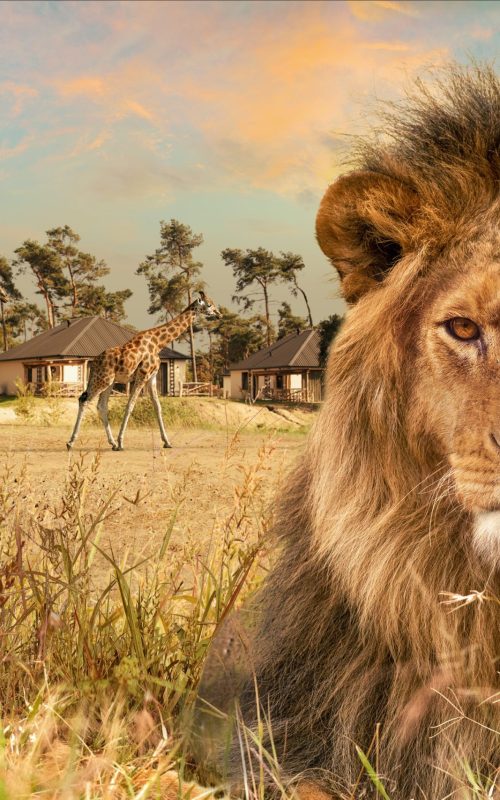beekse_bergen_safari_resort_leeuw_giraffen